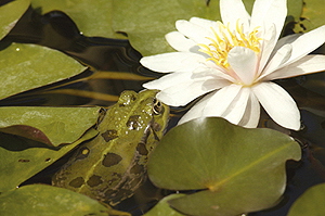 Schwimmteich im Garten planen