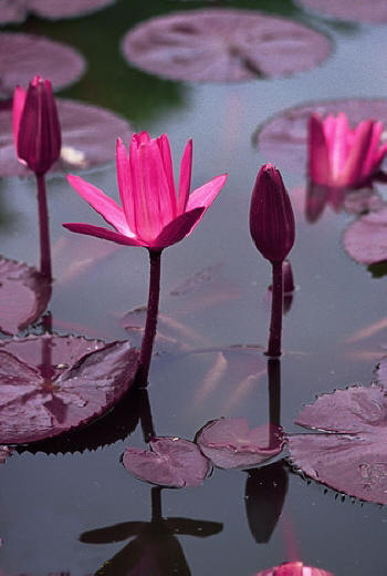 Schwimmteich im Garten planen